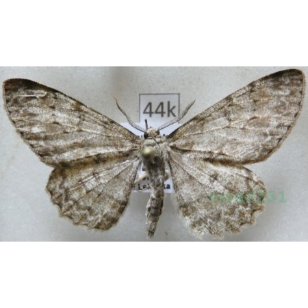 Hypomecis punctinalis (Scopoli, 1763) male Przylepek nakropek Czech44k